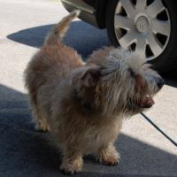 Glen of Imaal Terrier - Irish Glen of Imaal Terrier